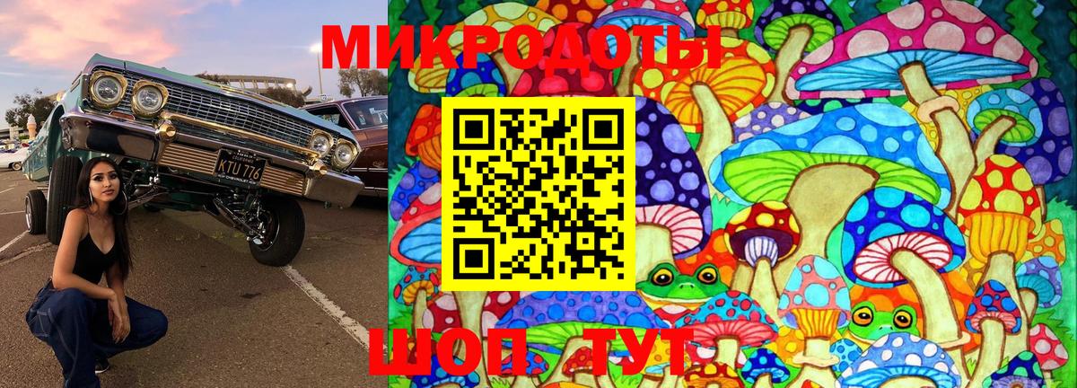 Галлюциногенные грибы Psilocybe Звенигород